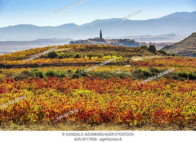 Vineyards in Autumn. In the background, Briones village. La Rioja. Spain