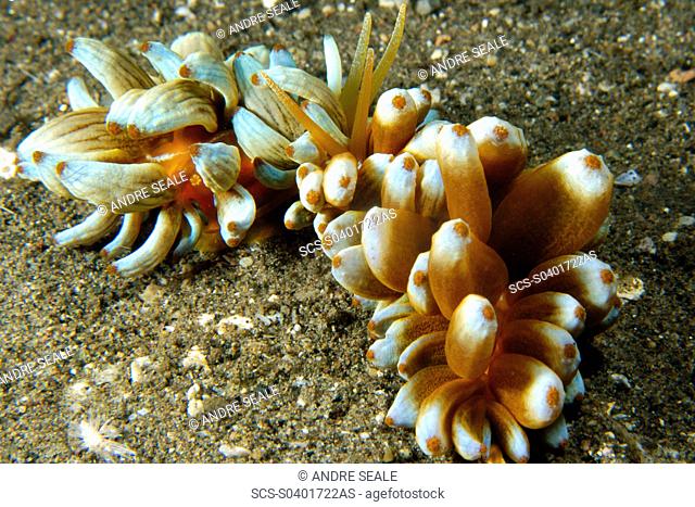 Aeolid nudibranchs, Phyllodesmium kabiranum, interacting, Dumaguete, Negros Island, Philippines