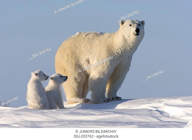 Polar Bear (Ursus maritimus, Thalarctos maritimus). Mother with twin cubs in tundra. Wapusk National Park, Canada
