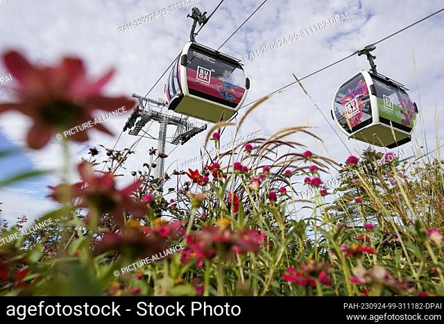 PRODUCTION - 20 September 2023, Baden-Württemberg, Mannheim: Cabins of the cable car with the inscription ""BUGA"" float behind flowers above the grounds of the...