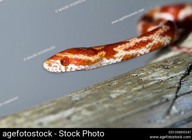 Close view of a beautiful red corn snake
