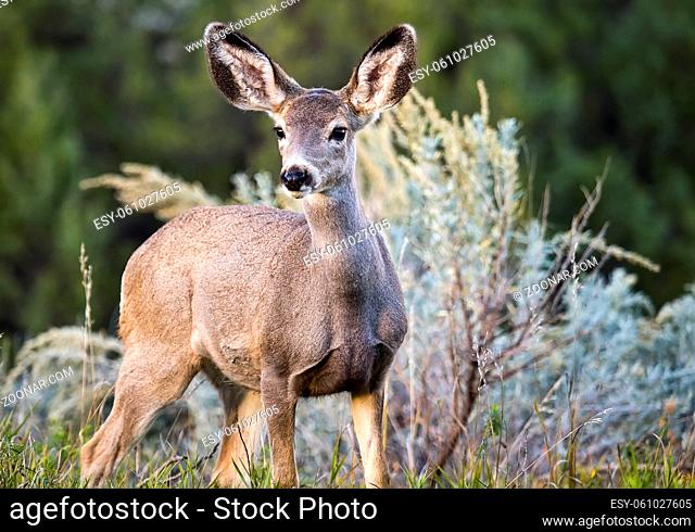A wild black-tailed deer at Theodore Roosevelt National Park in North Dakota