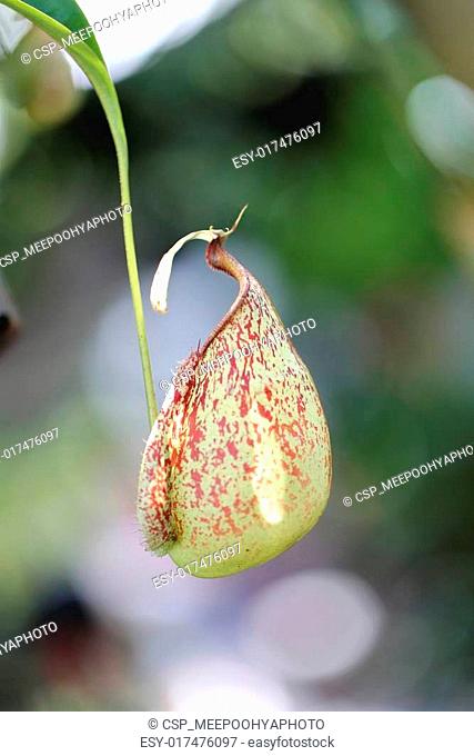 Focus on pitcher plant of macro