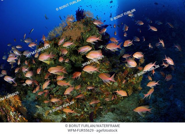 Mediterranean Anthias over Coral Reef, Anthias anthias, Svetac, Adriatic Sea, Croatia