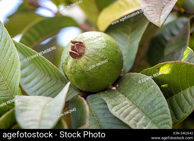 A guava growing amongst the leaves , Vinales, Cuba