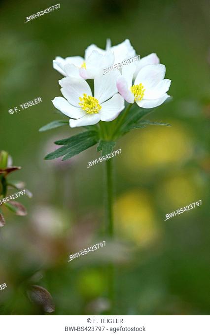 Narcissus anemone, Narcissus-flowered anemone (Anemone narcissiflora, Anemonastrum narcissiflorum), blooming, Austria