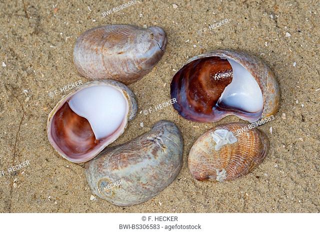 American slipper limpet, common Atlantic slippersnail (Crepidula fornicata), snail shells on the beach, Germany