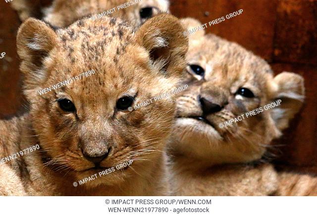 40 days old and still unnamed 3 Lion cubs are revealed at the Zoo in the Black sea town of Varna, north-east of the Bulgarian capital Sofia