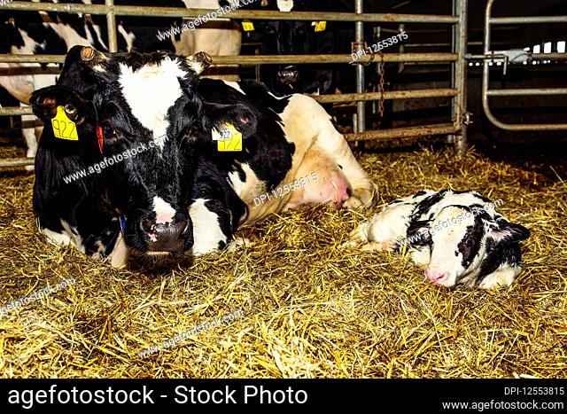 Holstein cow with her newborn calf in a pen on a robotic dairy farm, North of Edmonton; Alberta, Canada