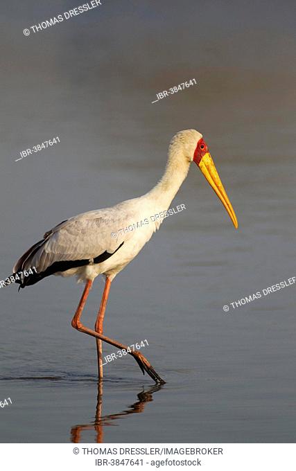 Yellow-billed Stork (Mycteria ibis), Sunset Dam, Kruger National Park, South Africa