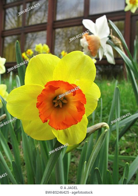 daffodil Narcissus 'Bantam', Narcissus Bantam, large-cupped daffodil, cultivar Bantam