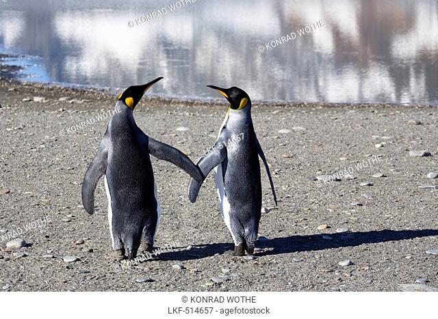 King Penguins, pair, Aptenodytes patagonicus, St. Andrews Bay, South Georgia, Antarctica, digitally altered