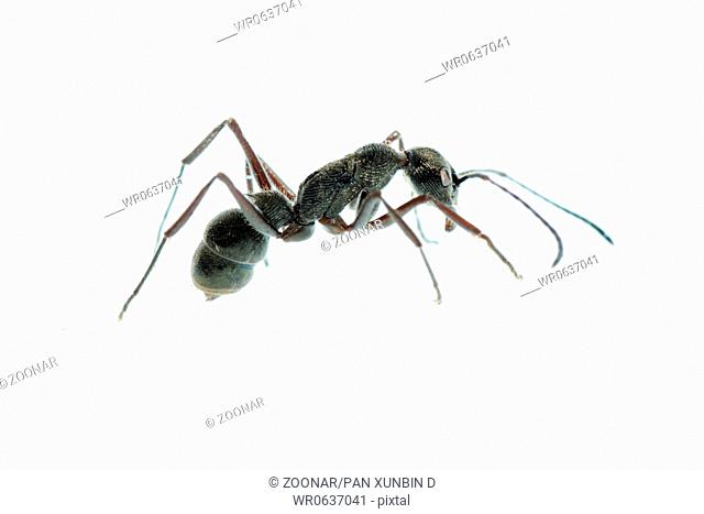 insect ant macro isolated