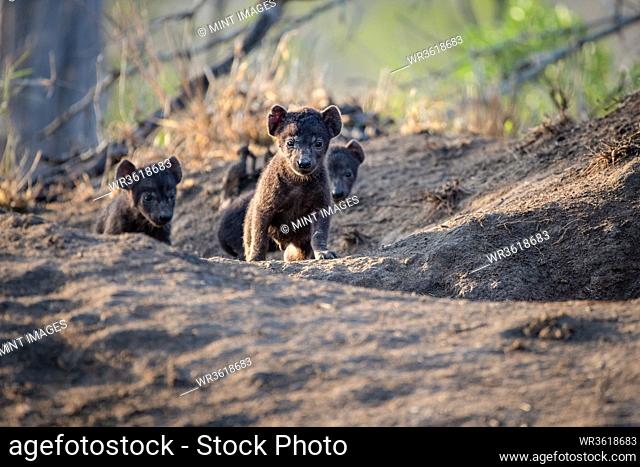 Hyena cubs, Crocuta crocuta, walk out of their den site, ears perked up in the sunlight