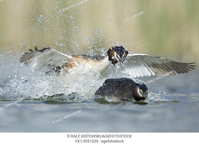 Great Crested Grebe (Podiceps cristatus ) chasing a rival, territorial behaviour, aggressive attack, frontal shot, Europe