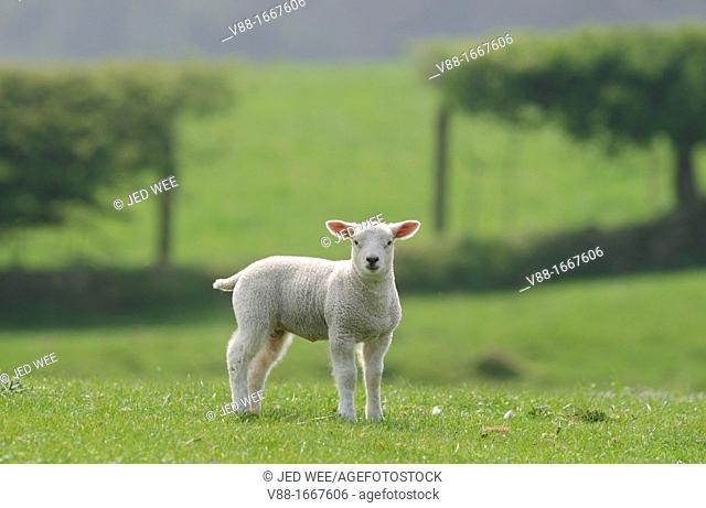 A young lamb, domestic sheep, Ovis aries in a field in North Yorkshire, England