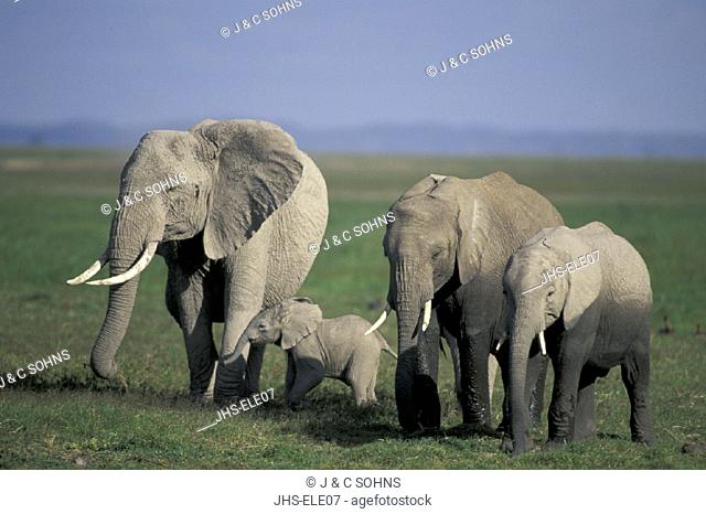 African Elephant , Loxodonta africana,  Amboseli National Park, Kenya , Africa , Family , Herd , group , Adults with youngs