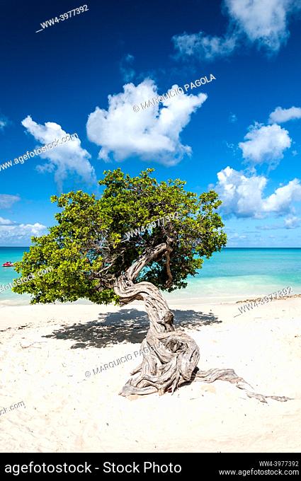 Typical fofoti tree at Eagle Beach in Aruba, Netherland Antilles