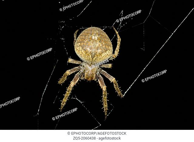 Spider, Golaghat District, Assam