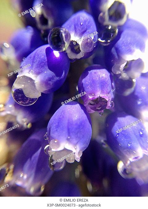 Grape hyacinth with droplets