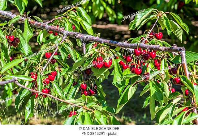 France, Vaucluse, Venasque, cherries on the branch
