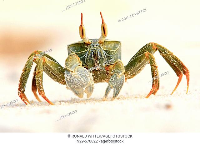 Horned Ghost crab (Ocypode ceratopthalmus).Seychellen, Bird Island