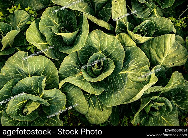 Cabbage field in a sunset light. Beautiful vivid agriculture field in rural area in Austria