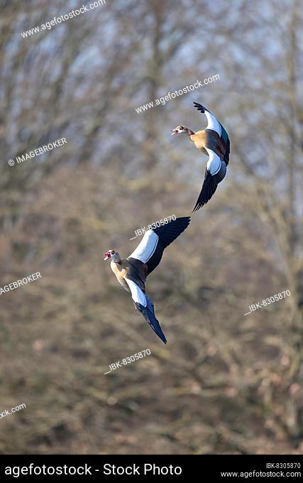 Two Egyptian Geese approaching, Lake Ümmingen, Bochum, North Rhine-Westphalia, Germany, Europe