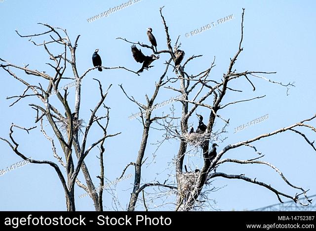 Cormorant ( Phalacrocorax carbo ) bird species of the cormorant family (Phalacrocoracidae), colony on a dead tree