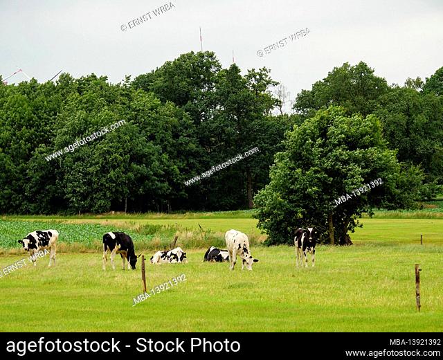 Cows on pasture near Voltlage, Artland, Osnabrücker Land, Lower Saxony, Germany