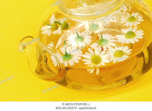 Scented Mayweed tea with Scented Mayweed blossoms Matricaria chamomilla Matricaria recutita Chamomilla recutita teapot