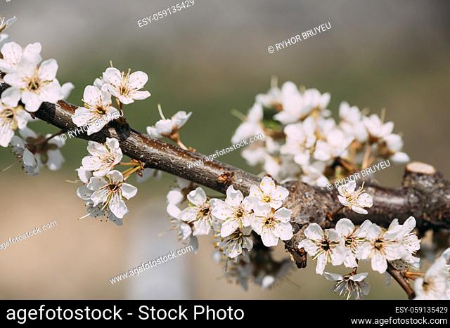 White Young Spring Flowers Of Prunus subg. Cerasus Growing In Branch Of Tree