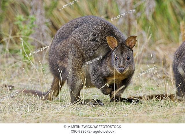 Tasmanian Pademelon Thylogale billardierii also called rufous-bellied Pademelon or Red-bellied Pademelon is a small, mostly nocturnal marsupial of Tasmania
