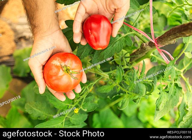 Hands of young farmer showing fresh tomatoes in greenhouse