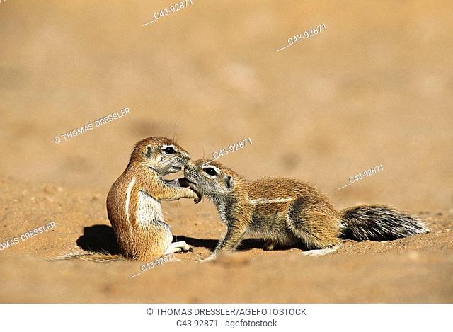 Cape Ground Squirrel (Xerus inauris). Kalahari-Gemsbok National Park, South Africa