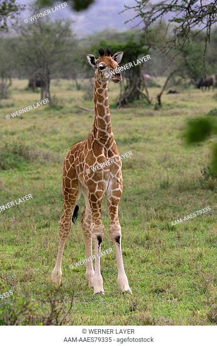 Rothschild Giraffe (Giraffa camelopardalis) Kenya