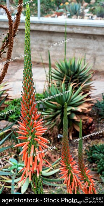 Close up of a flower stalk of an Aloe sheilae plant with tri-colored, orange, yellow and green buds