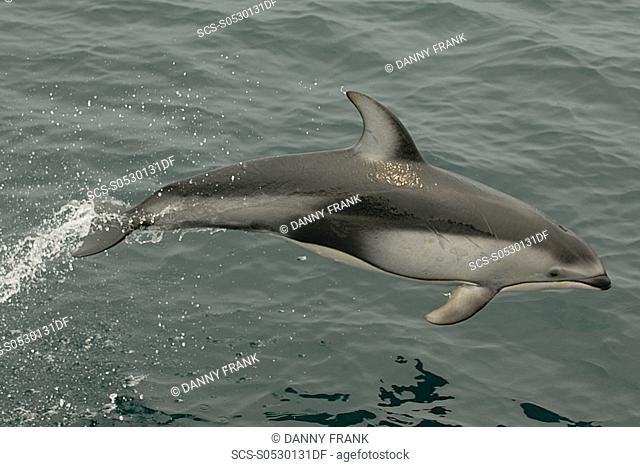 Pacific white sided dolphin Lagenorhynchus obliquidens porpoising, leaping, Monterey bay national marine sanctuary, California, usa, east pacific ocean