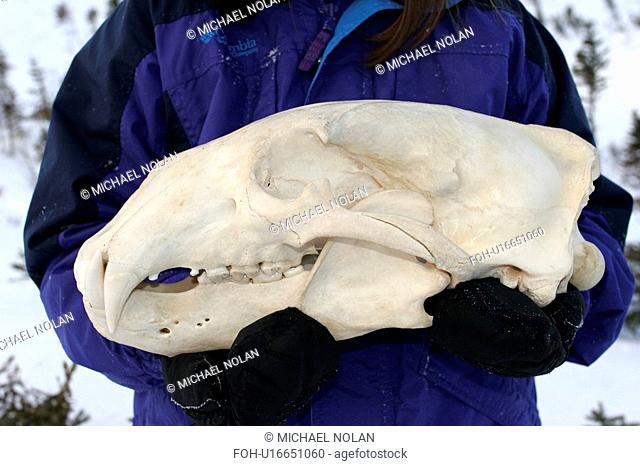 Two year old male Polar Bear Ursus maritimus skull near Churchill, Manitoba, Canada