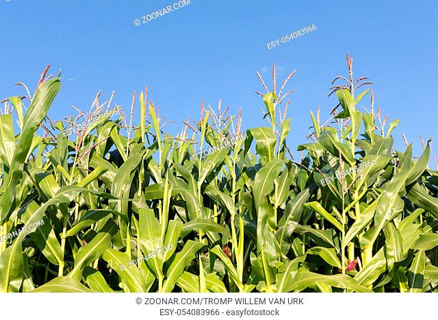 Dutch maize field with blue sky background