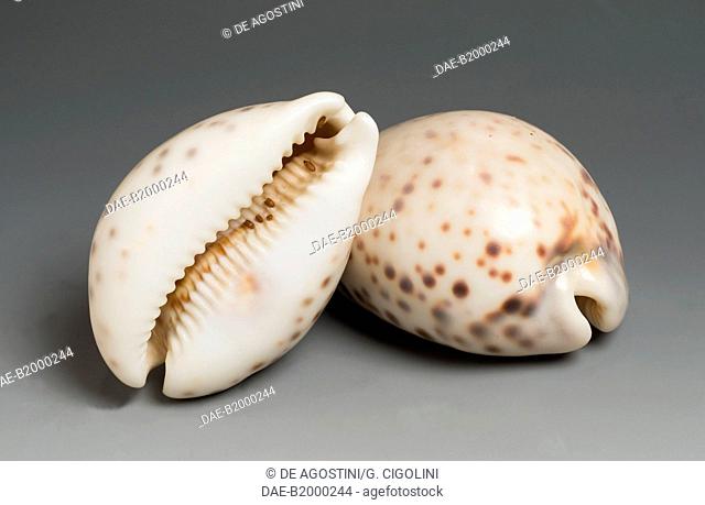 Tiger cowrie shell (Cypraea tigris pardalis) freak, that is deformed by fish bites or compression between rocks, Littorinimorpha.  Private Collection