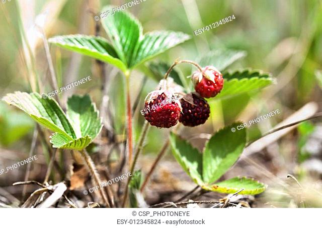 Close up shot with the beauty of some wild strawberry bush