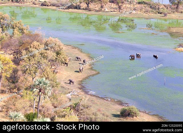 Elephants in the Okavango delta (Botswana), aerial shot