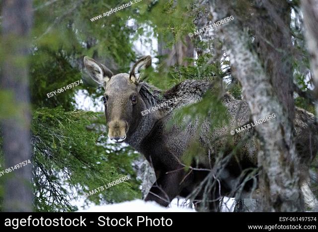 Moose, Alces alces standing in forest looking in to the camera, at spring time, stora sjöfallets national park, Swedish Lapland, Sweden