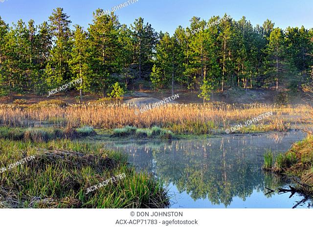 Beaver pond wetland in spring at dawn, Greater Sudbury (Lively), Ontario, Canada