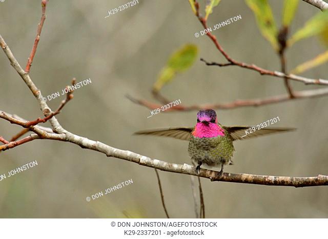 Anna's Hummingbird (Calypte anna), Morro Bay State Park, California, USA