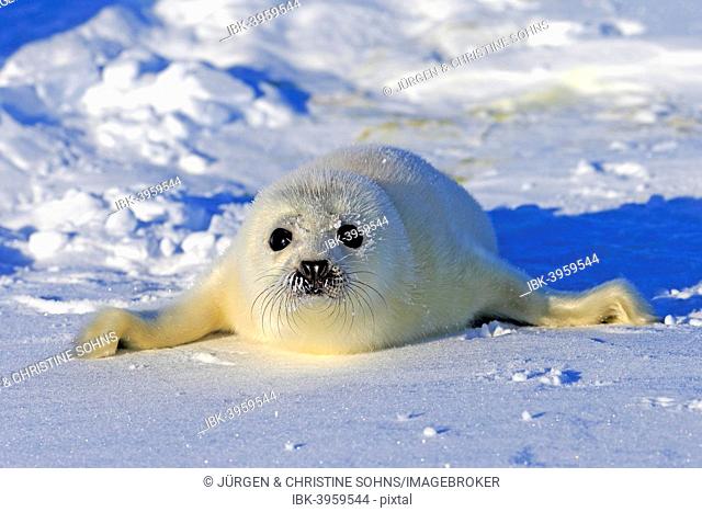 Harp Seal or Saddleback Seal (Pagophilus groenlandicus, Phoca groenlandica), pup on pack ice, Magdalen Islands, Gulf of Saint Lawrence, Quebec, Canada