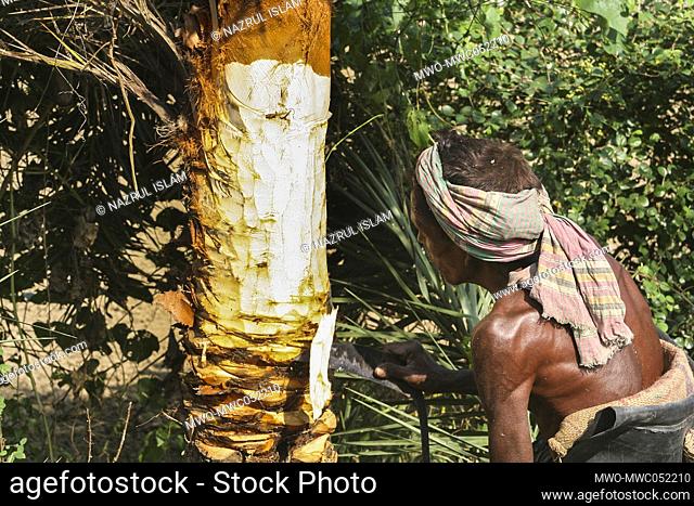 A tree climber locally known as a “Gachee” collects juice from a date palm tree. Khulna, Bangladesh
