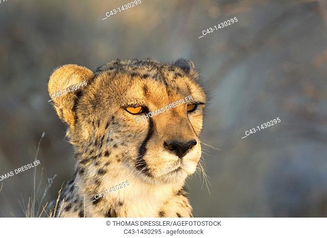 Cheetah Acinonyx jubatus - Close-up of a female in the last light of the evening  Photographed in captivity on a farm  Namibia