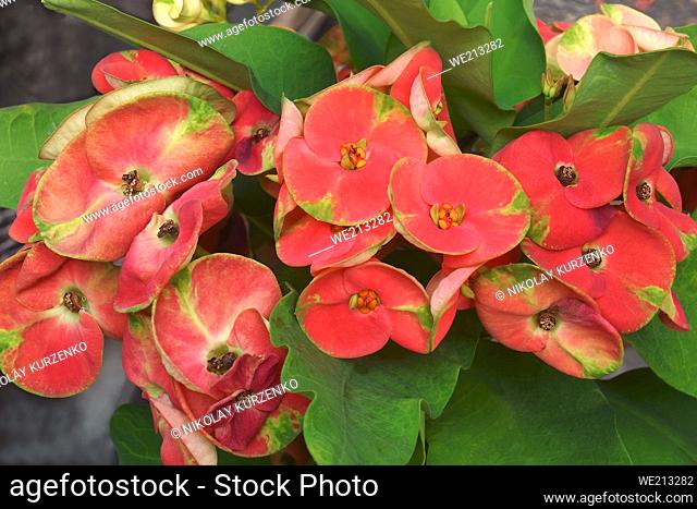 Crown of Thornes (Euphorbia milii 'Flame of the Forest')